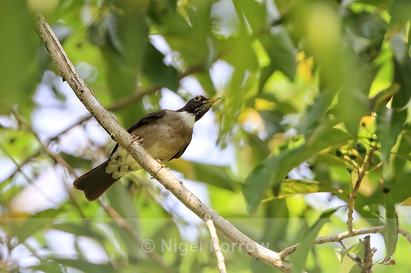 White-throated Thrush, Playa Cativo Lodge, Costa Rica - White-throated Thrush