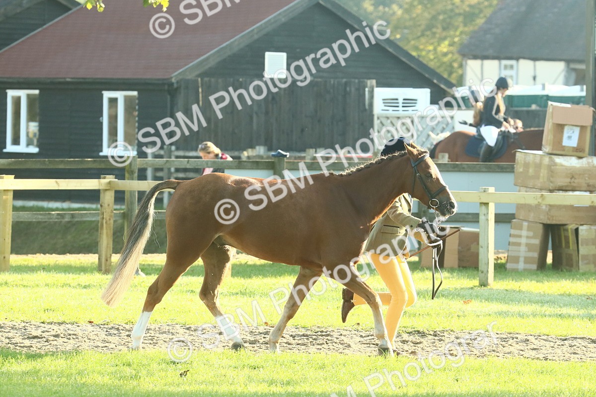 SBM_57401 - S37 - Starters In Hand Showing