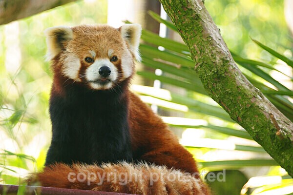 Red Panda - Other Wildlife Species