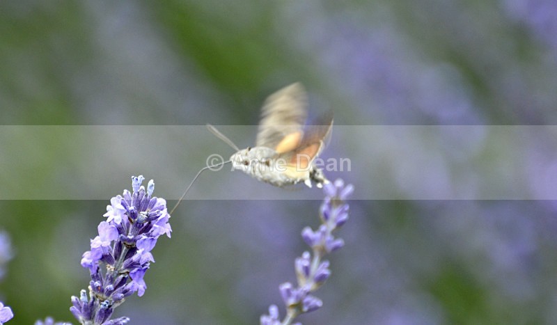 An even smaller kind of humming 'bird'... - Wildlife in the UK
