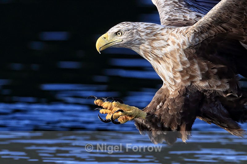 Sea Eagle, talons extended, close view - Flatanger, Norway - White-tailed Sea-Eagle
