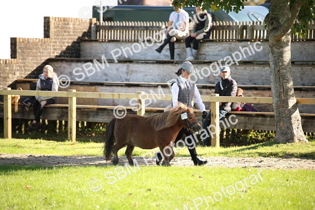 SBM_36549 - S10 - Best In Hand Horse & Pony