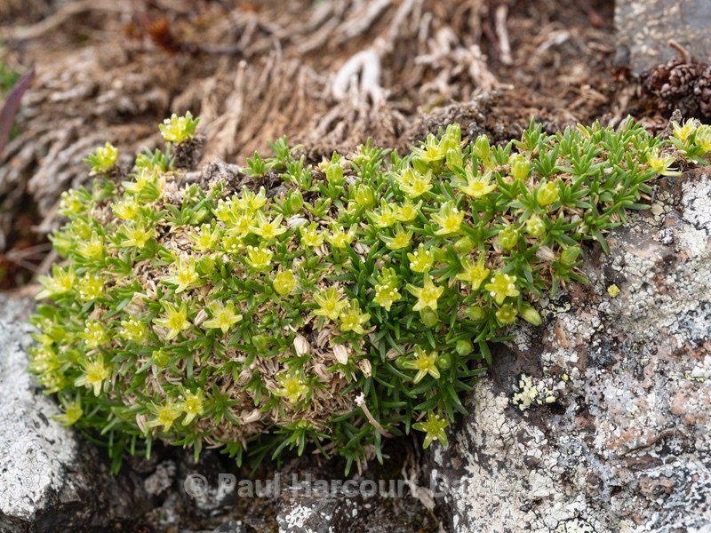 Views from Refugio Lagazuoi - Wild Flowers