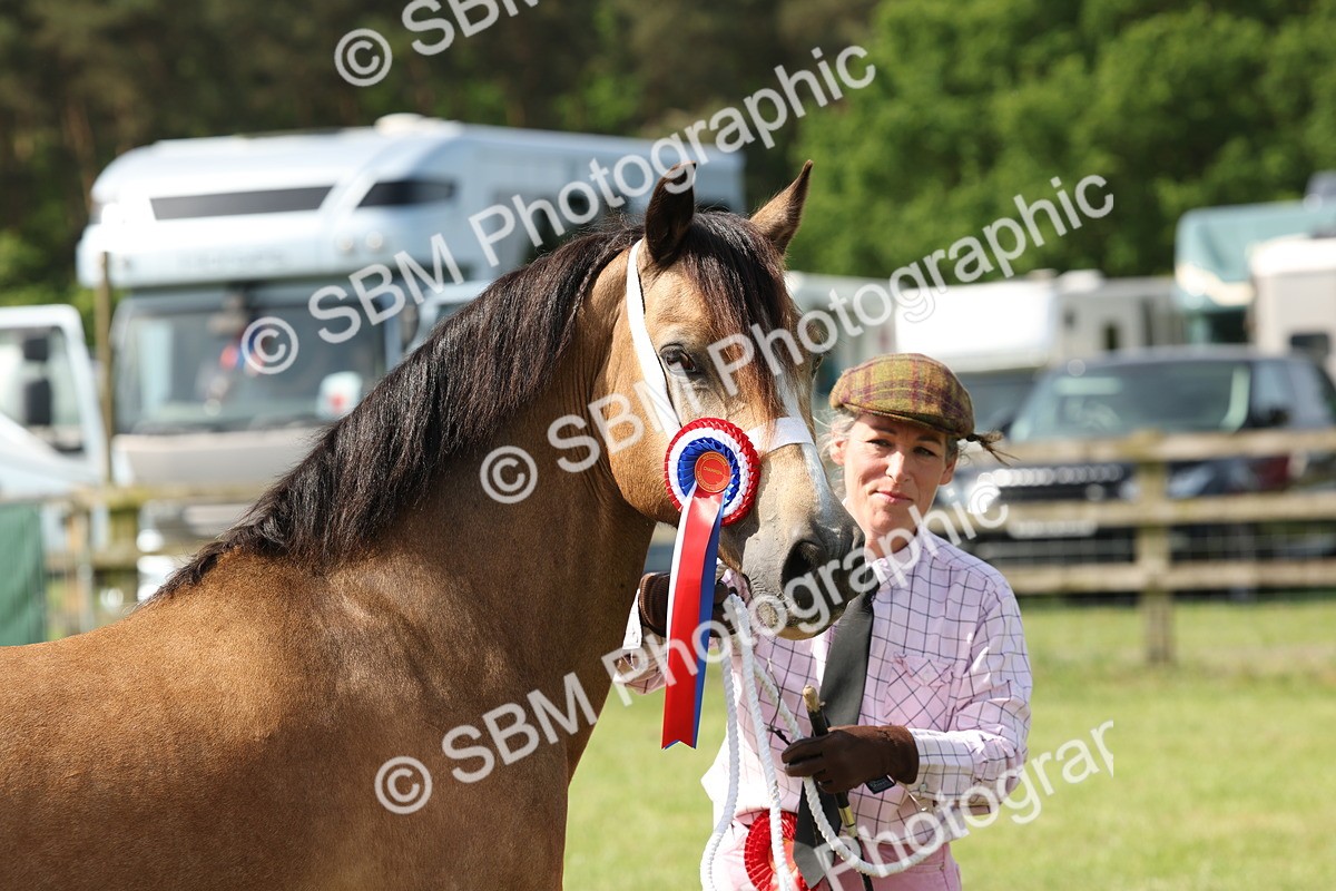 SBM_02182 - Class 6-13 - Mountatin and Moorland In Hand Welsh Breeds