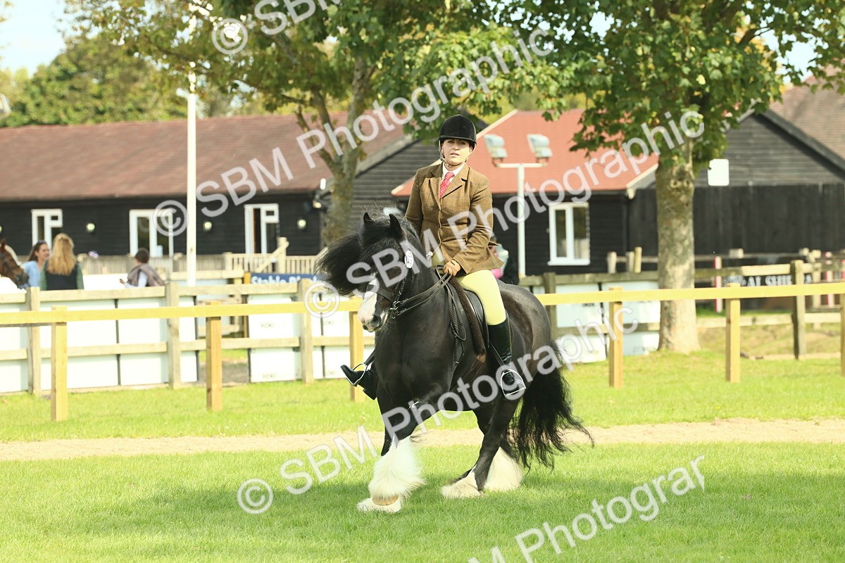 SBM_66622 - S34 - Rehabilitated Rescue Horse & Pony In Hand & Ridden
