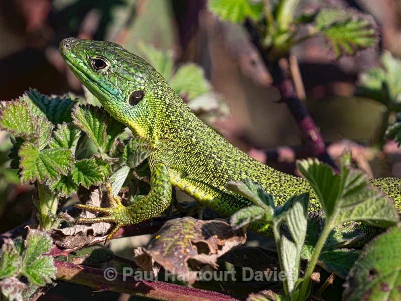 European green lizard (Lacerta viridis) ♂︎ - Insects & Spiders & other animals 2021