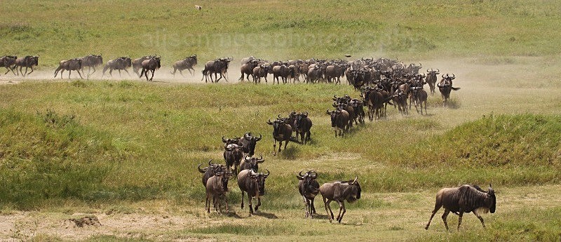  - African Safaris
