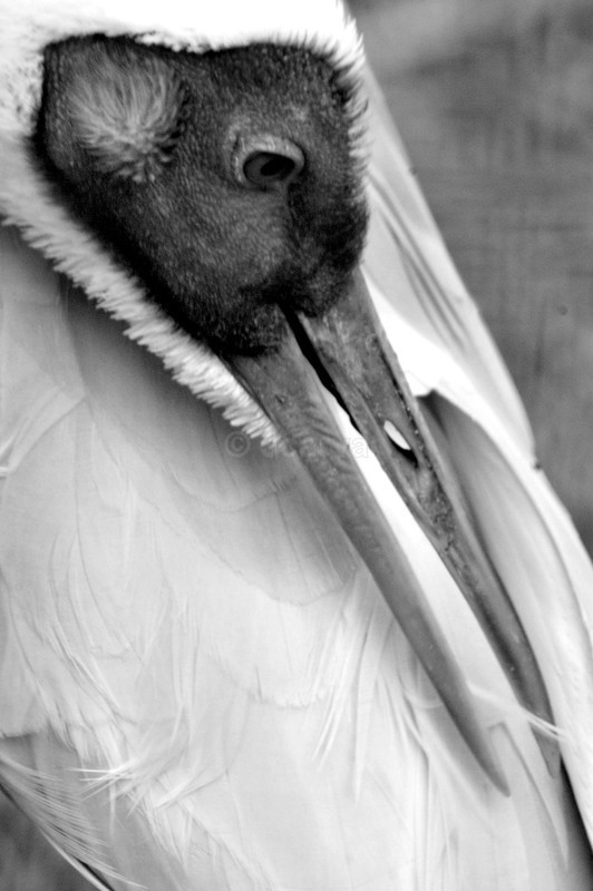 grooming - B&W01