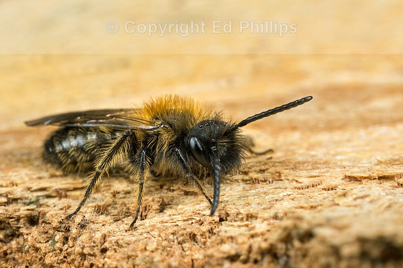 Andrena bicolor (m)