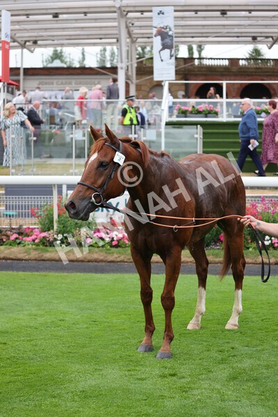 yr22072022r2-65 - Race 2 5.50pm eventmasters.co.uk Stakes