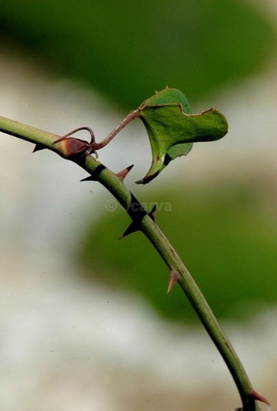 Eaten - Flowers and Plants