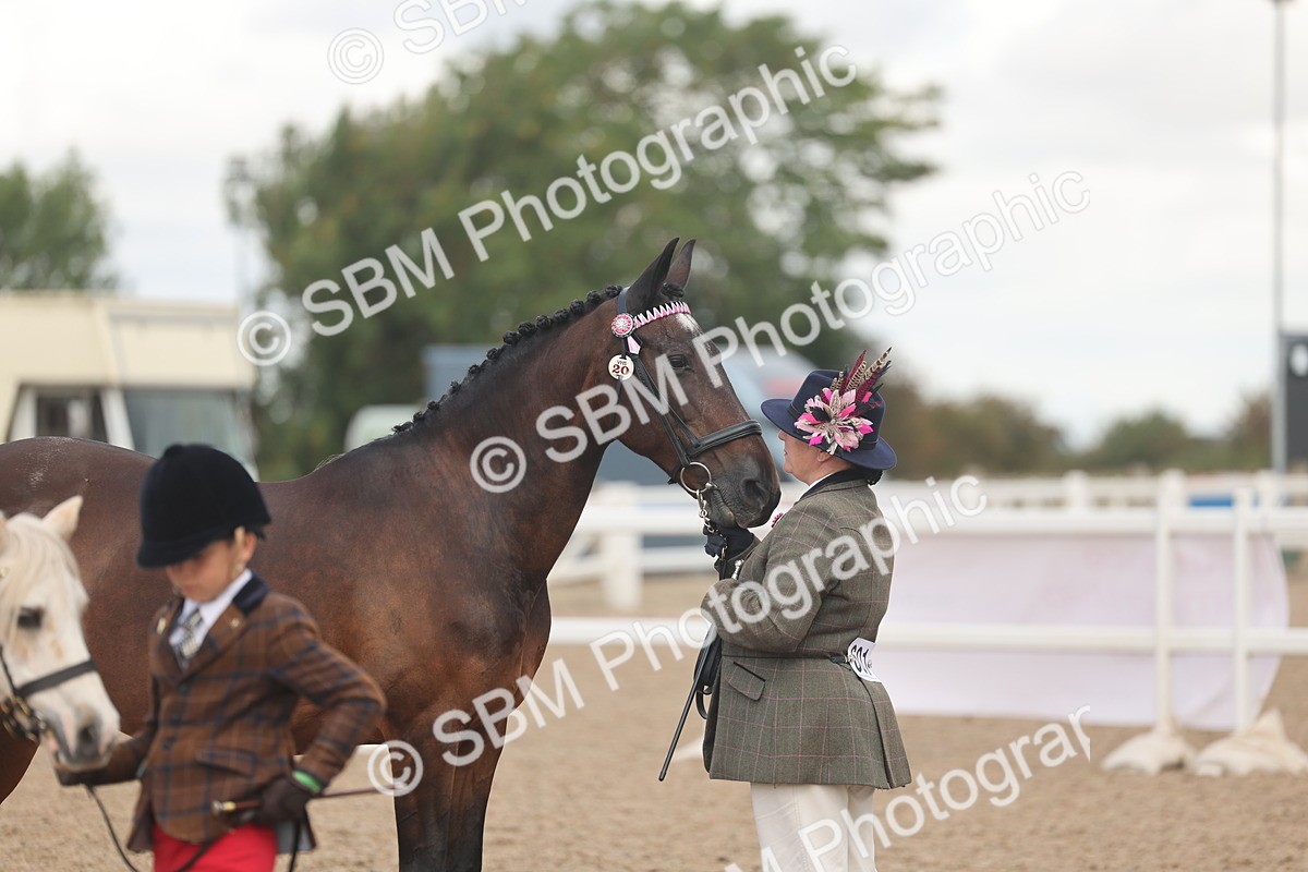SBM_04362 - Class 17 - Prettiest Mare (IH or Ridden)