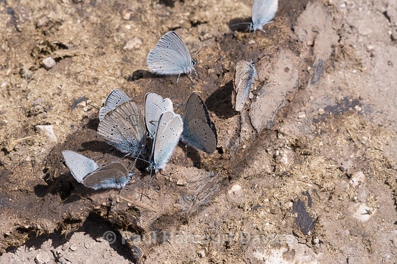  - Bugs: Butterflies