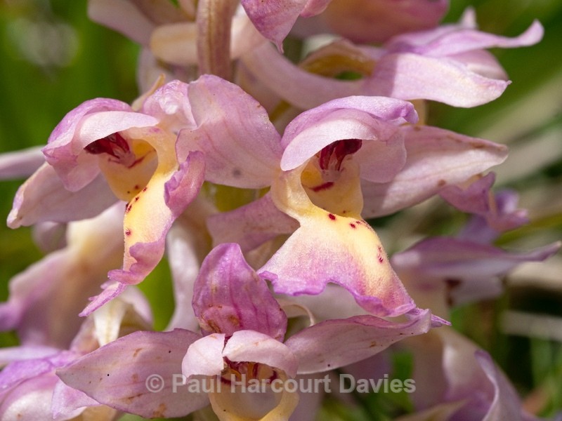 Hybrid Orchis - Orchis x colemanii ( Orchis mascula x O. pauciflora) - Wild Orchids - 2