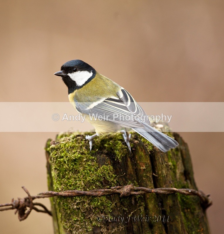 20110123-IMG_0572-50 - Great Tit