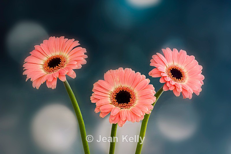 Pink Gerberas in a Row - DSC_0963 - Pink