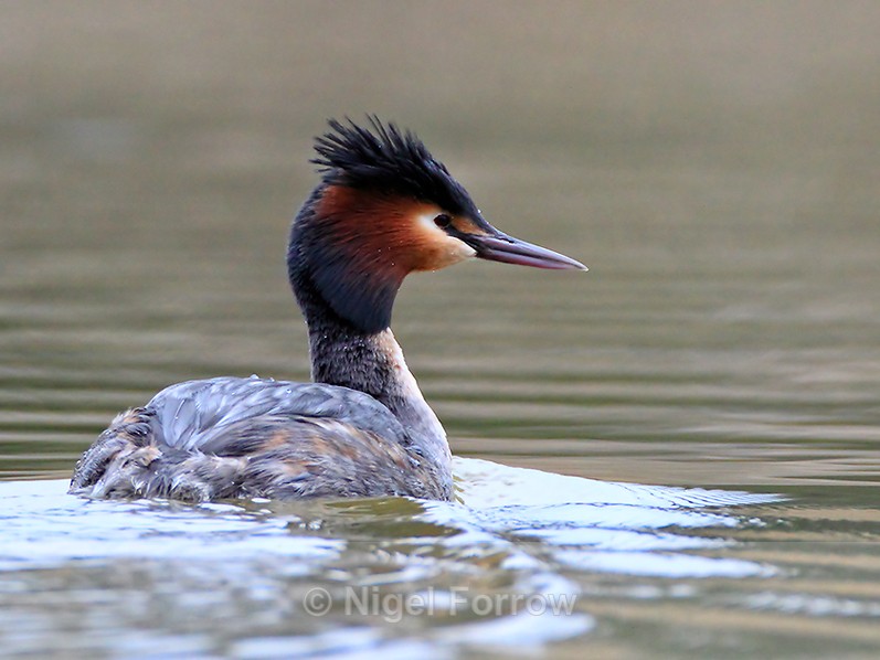 Great Crested Grebe with raised crest at Hatch Pond - Great Crested Grebe