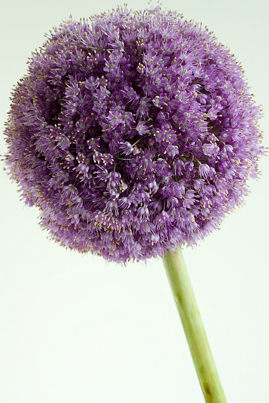 Allium 2 - Flowers