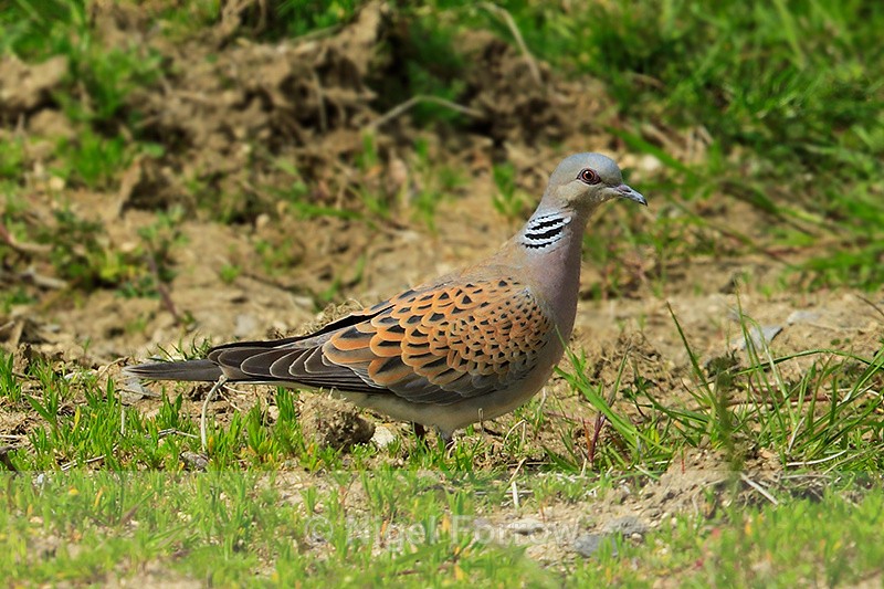 Turtle Dove on the ground near the cattle pens at Otmoor RSPB - Turtle Dove