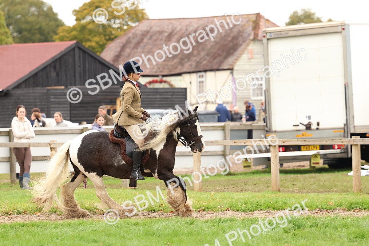 SBM_59972 - S36 - Rehabiliated Rescue Horse & Pony In Hand & Ridden