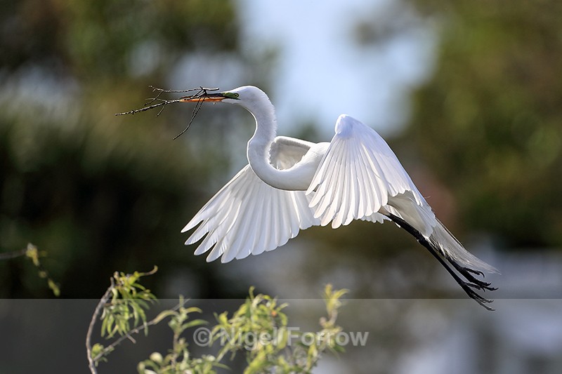 Great Egret flying, wings forward - Venice Rookery, Florida - Great Egret