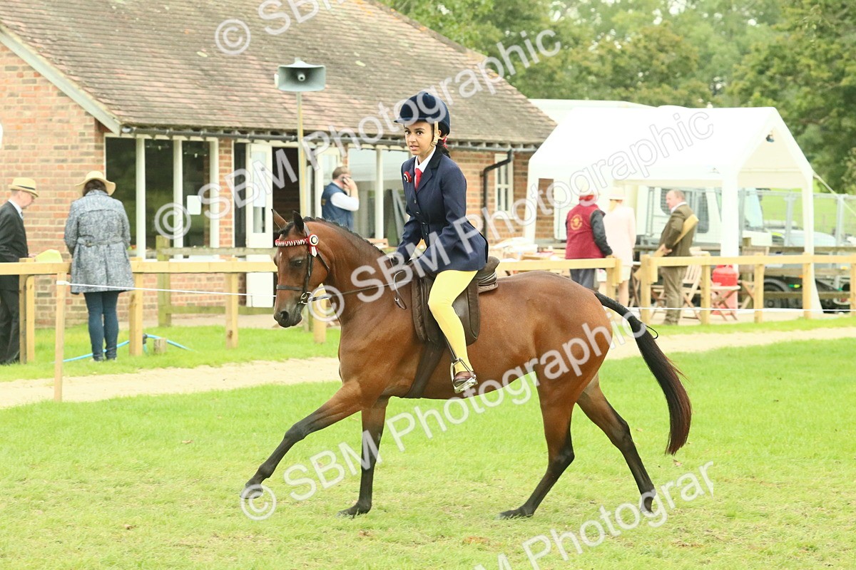 SBM_74037 - S 61 - Show Pony & Show Hunter Pony Ridden
