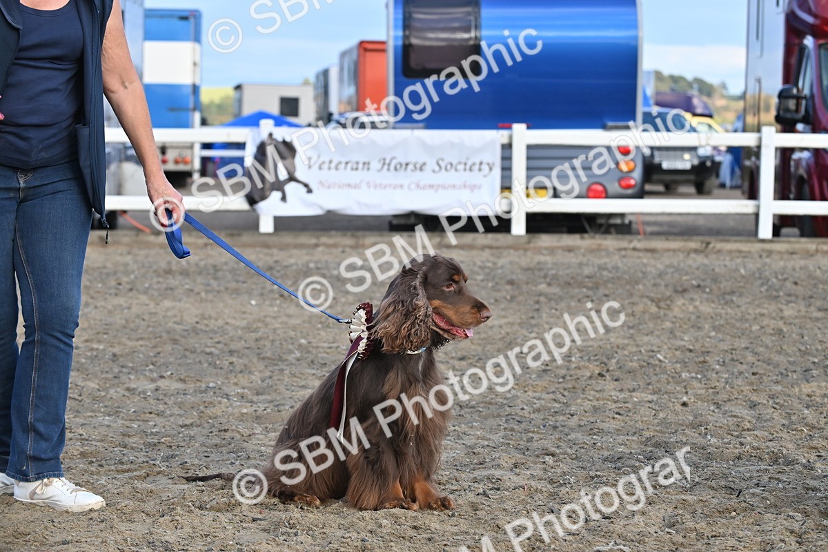 SBM_09505 - Lorry Dogs