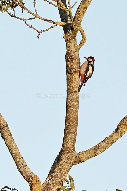  - Wildlife