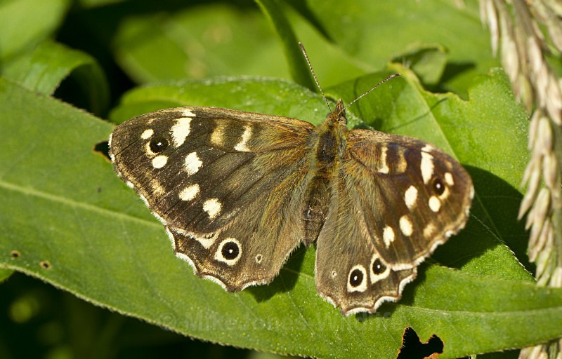 SPECKLED WOOD BUTTERFLY - BUTTERFLIES
