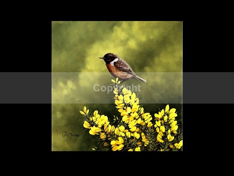 Stonechat on Whins - Birds