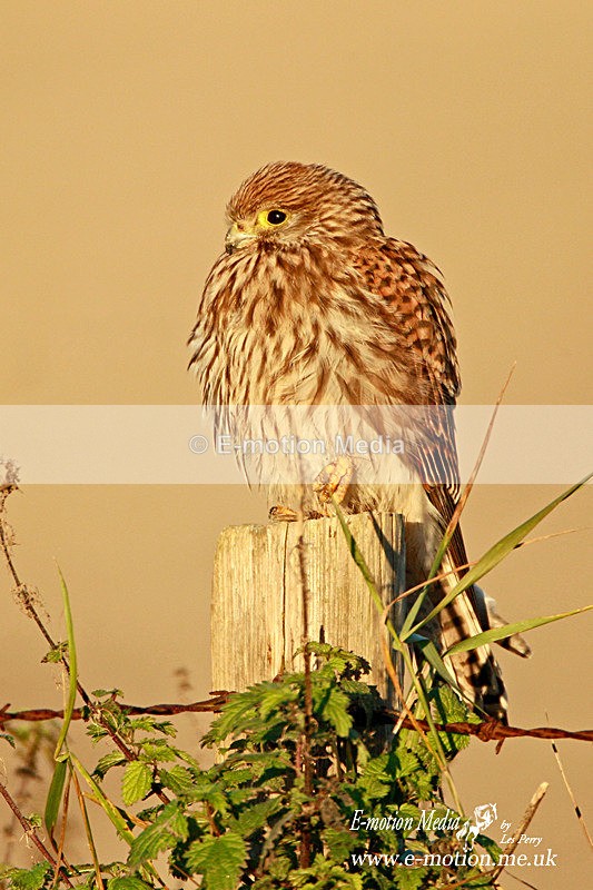 Kestrel 111112 1 - Nature