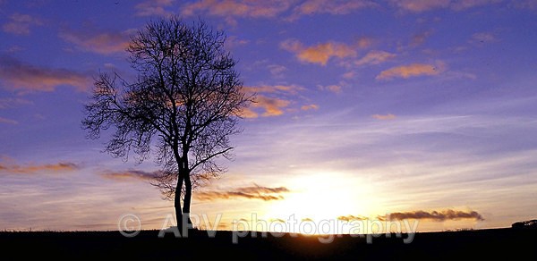 Lone Tree.. - DL Size Cards