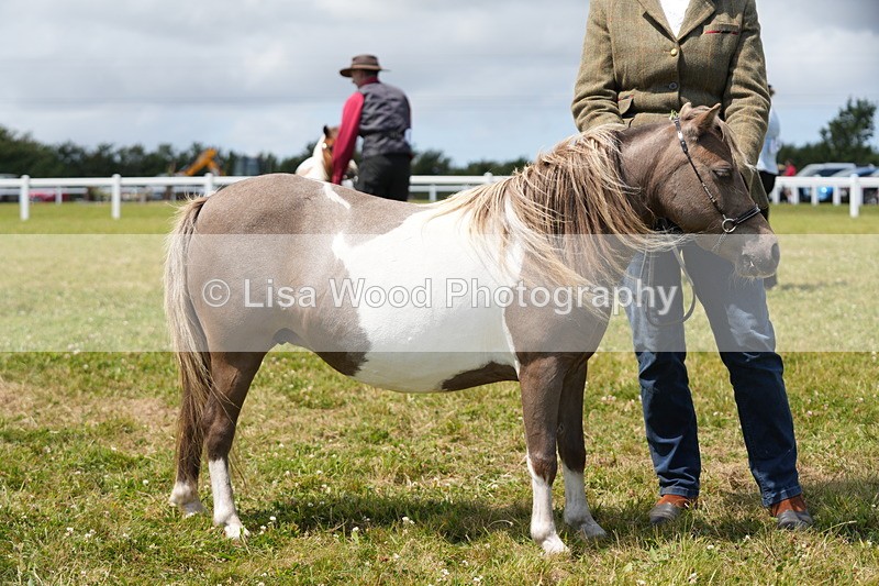 DSC06615 - Class 57: Miniature Horse 4yrs & over