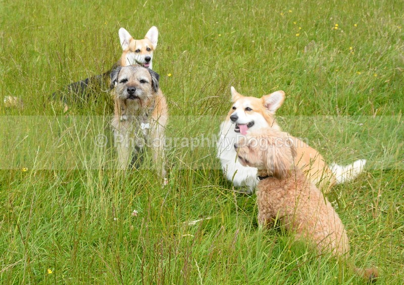  - Eric, Ulla, Maisie and Lola