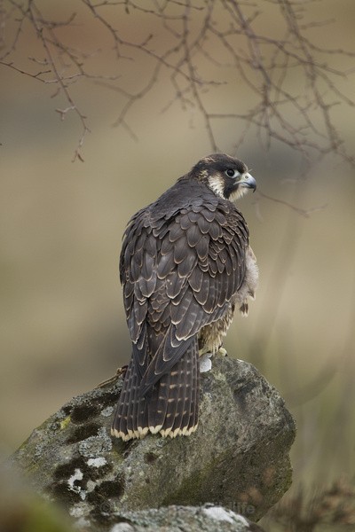  - PEREGRINE FALCONS