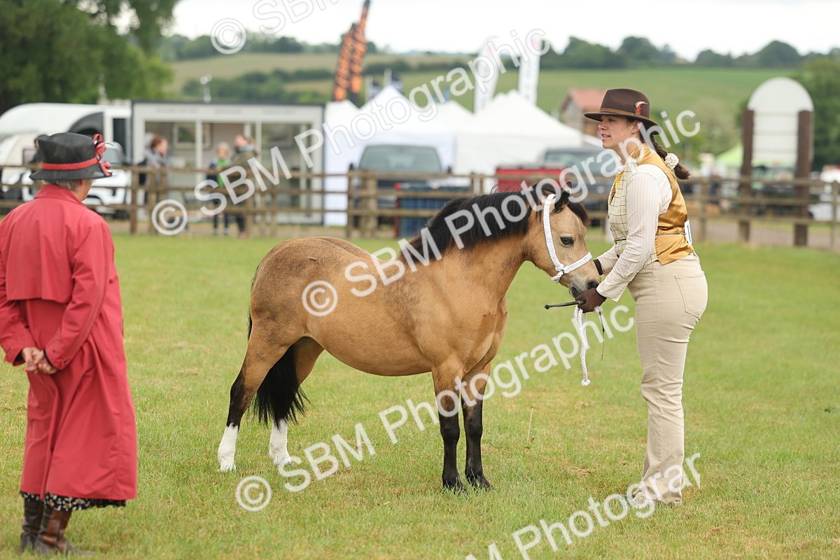SBM_01609 - Class 50-57 - M&M Welsh Pony In Hand