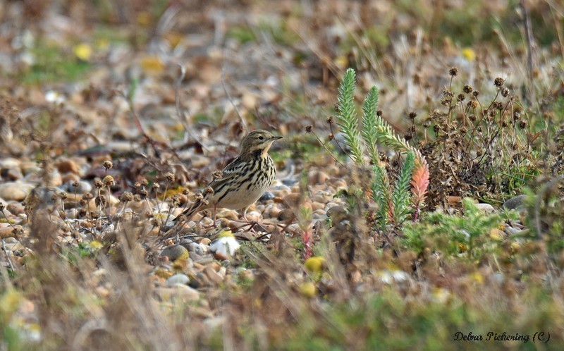 Red-throated Pipit - Birds
