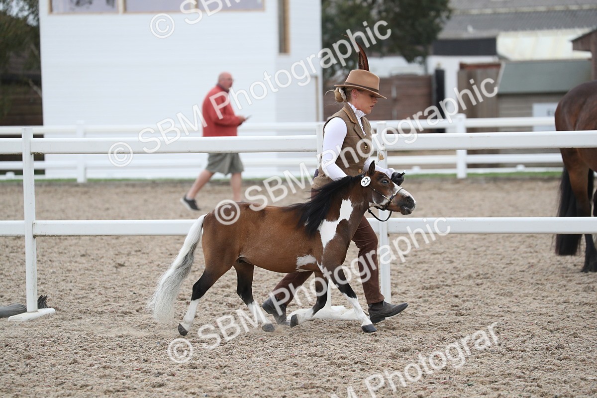 SBM_17940 - Class 317 IH Pure bred Horse/Pony