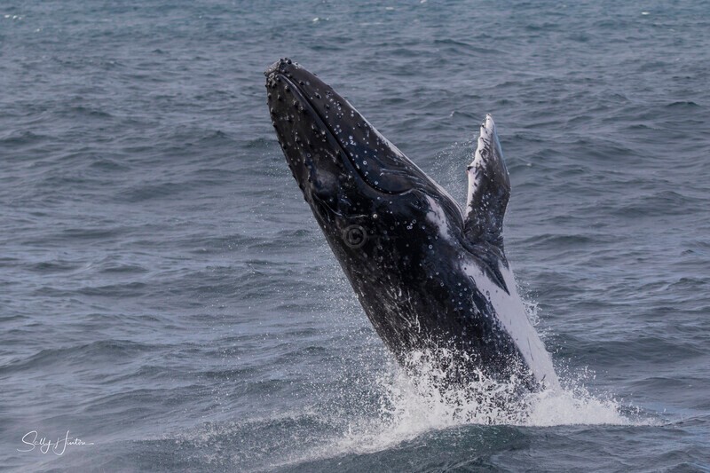 0A3A2602. Humpback Breach 10 - 2026 Whales