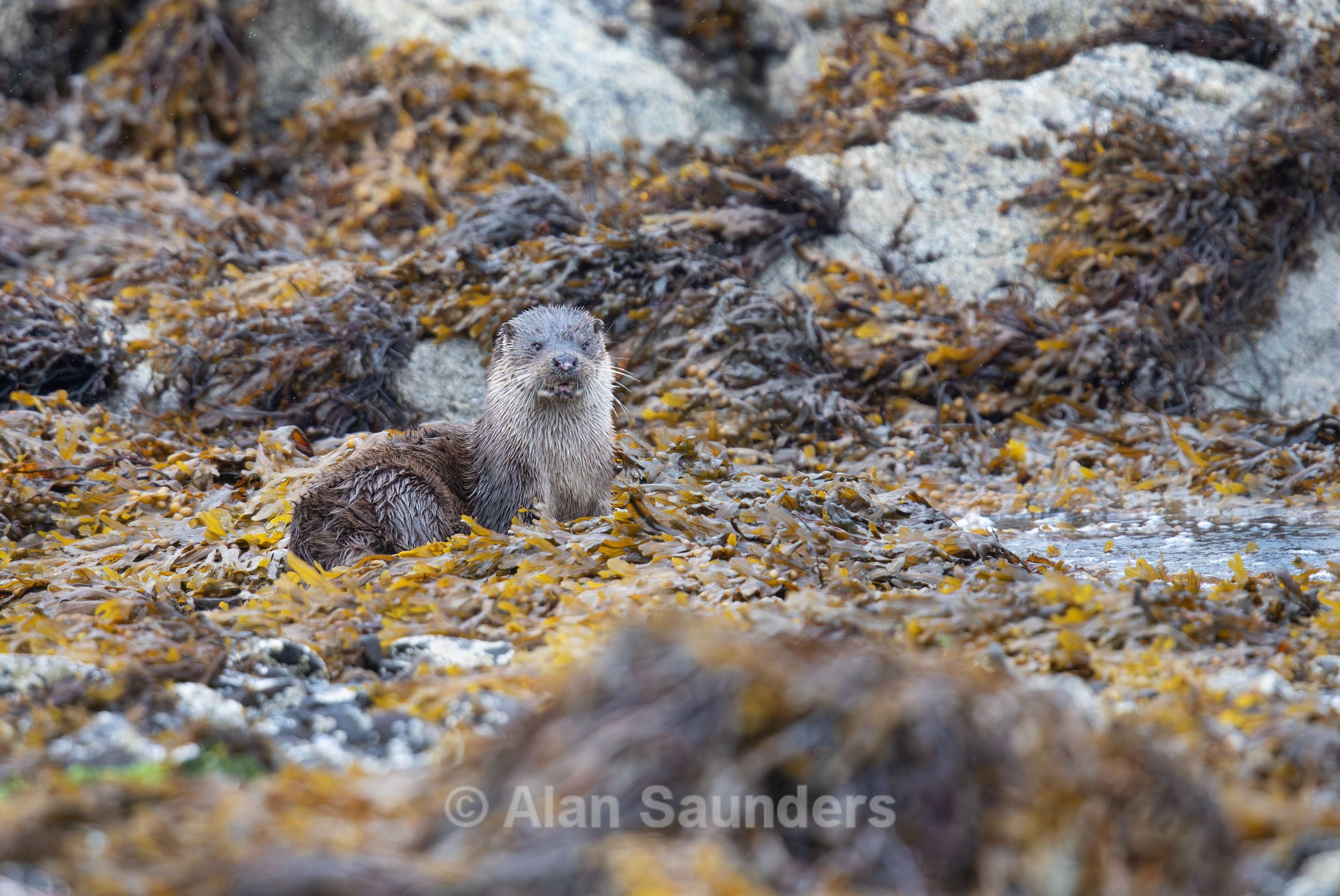 Eurasian Otter 60