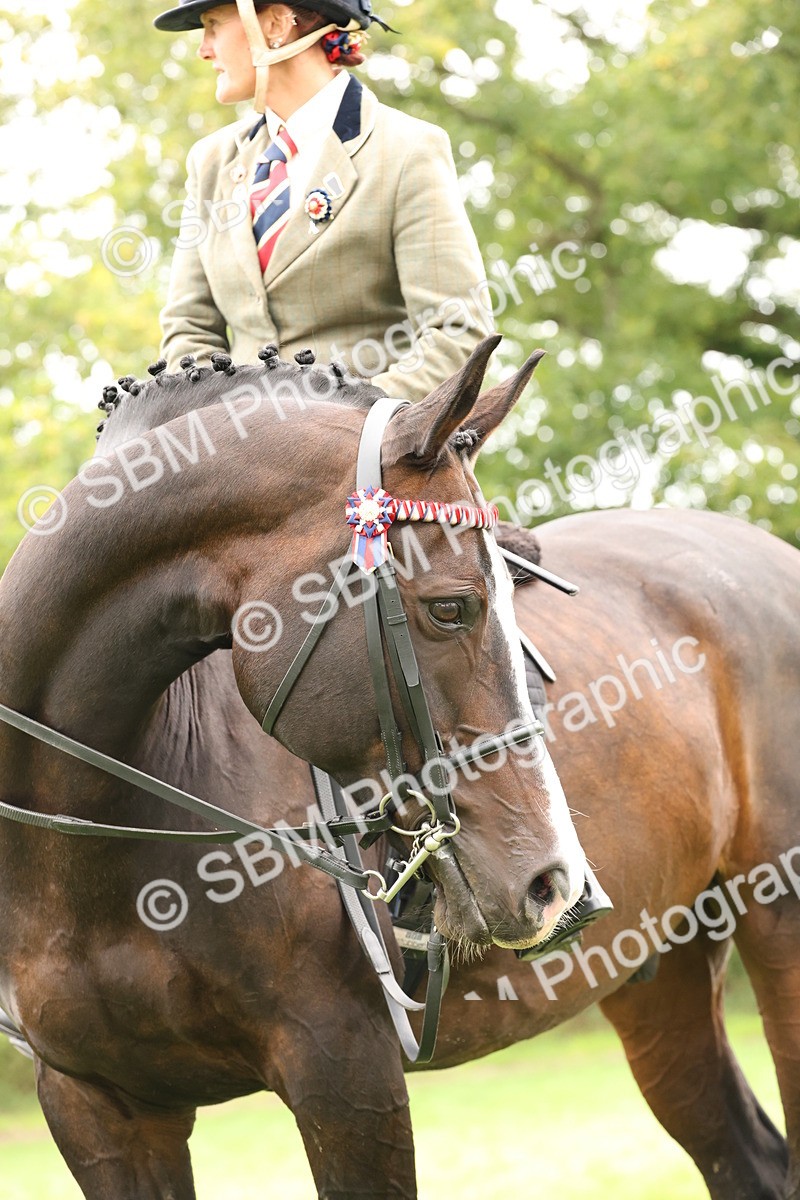 SBM_64331 - S65 - Riding Horse & Hack & Thoroughbred Ridden