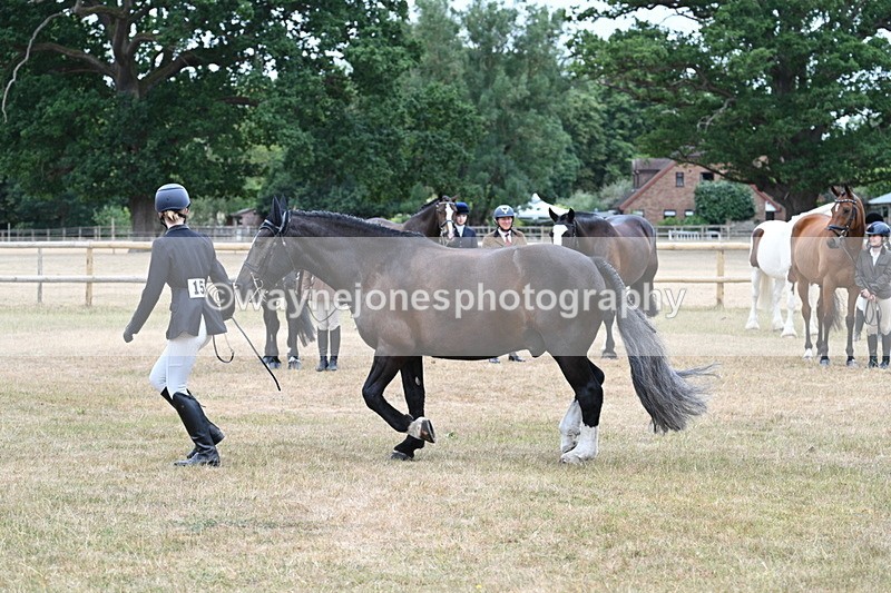 WJ7_0117 - Class 5a Most Handsome Gelding (above 14.2hh)