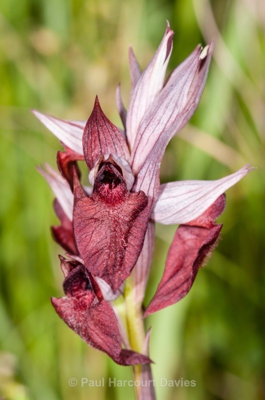 Heart-lipped Serapias (Serapias cordigera) - Orchids - Serapias