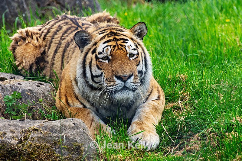 Amur Tiger - DSC_3720 - Cats