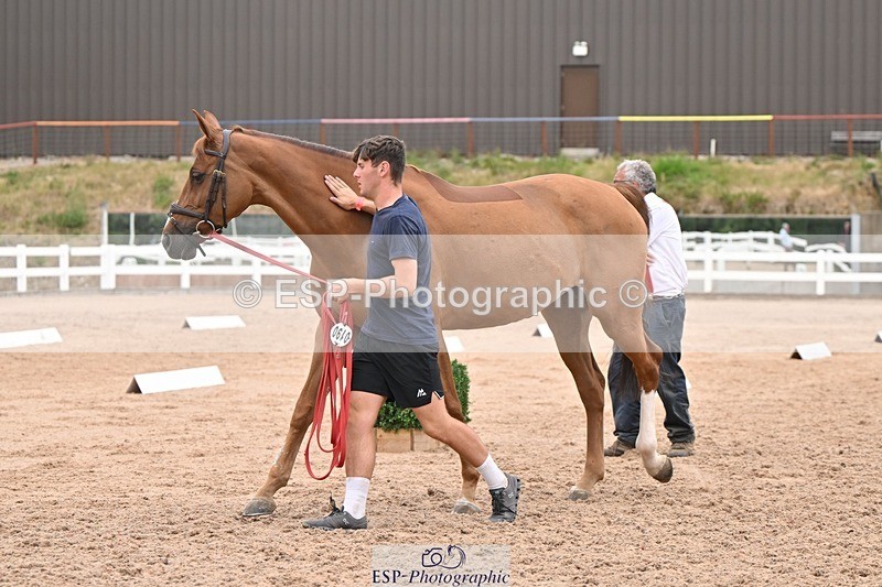 250716-160543-02404 - Trot Up 3.30 to 4.30