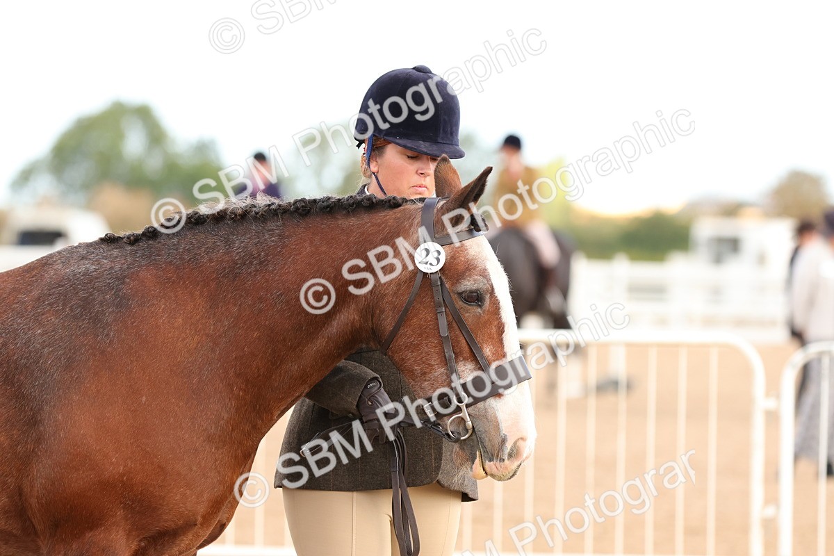 SBM_10320 - Class 206 - IH Non Show Type Pony