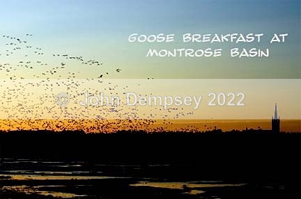 Goose Breakfast web - Goose Breakfast 2008