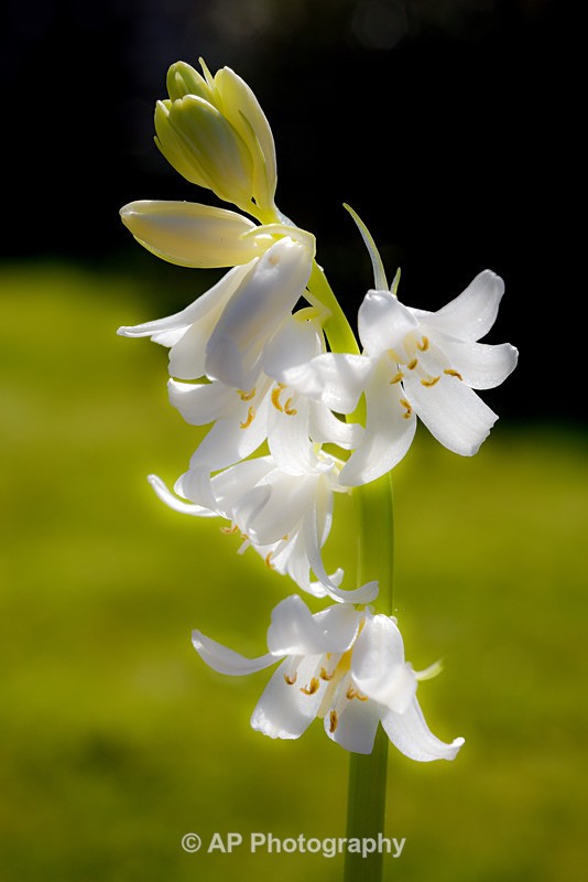 Bluebells-2571-S - Plants
