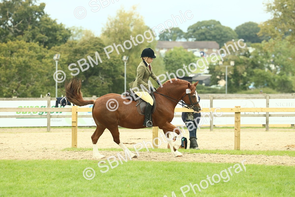 SBM_72124 - S60 - Mountain & Moorland Ridden Large Breeds