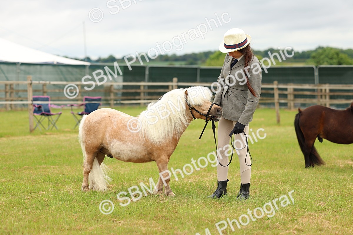 SBM_04479 - Class 64-67 - Shetland Pony In Hand